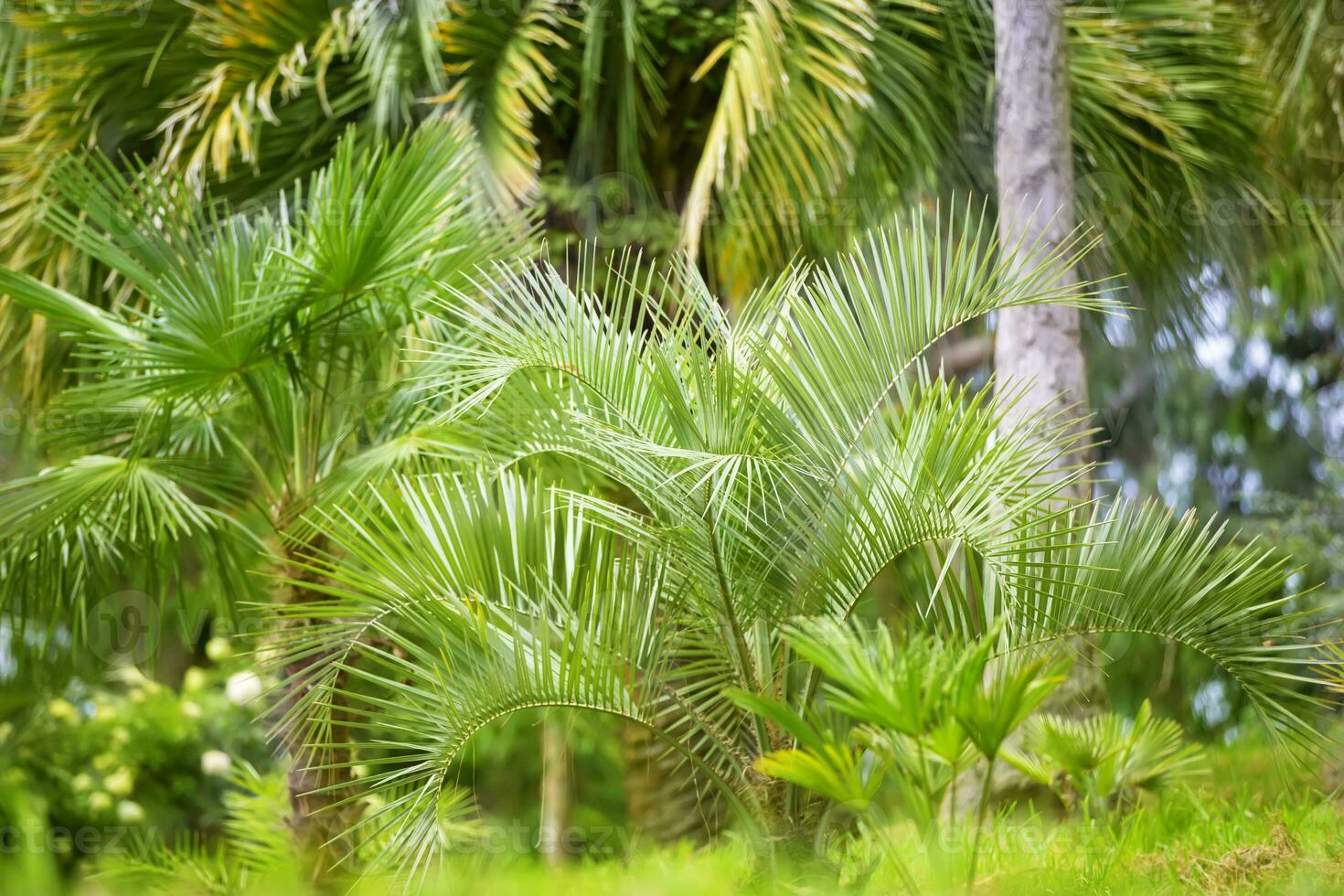 Tropical palm.Jungle exotic plant background. photo