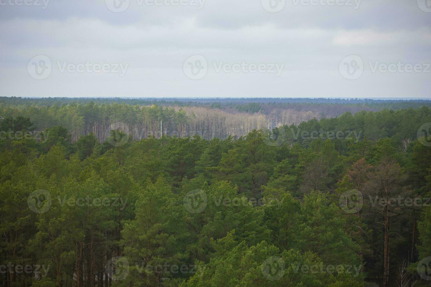 Landscape from above pine forest and cloudy sky. photo