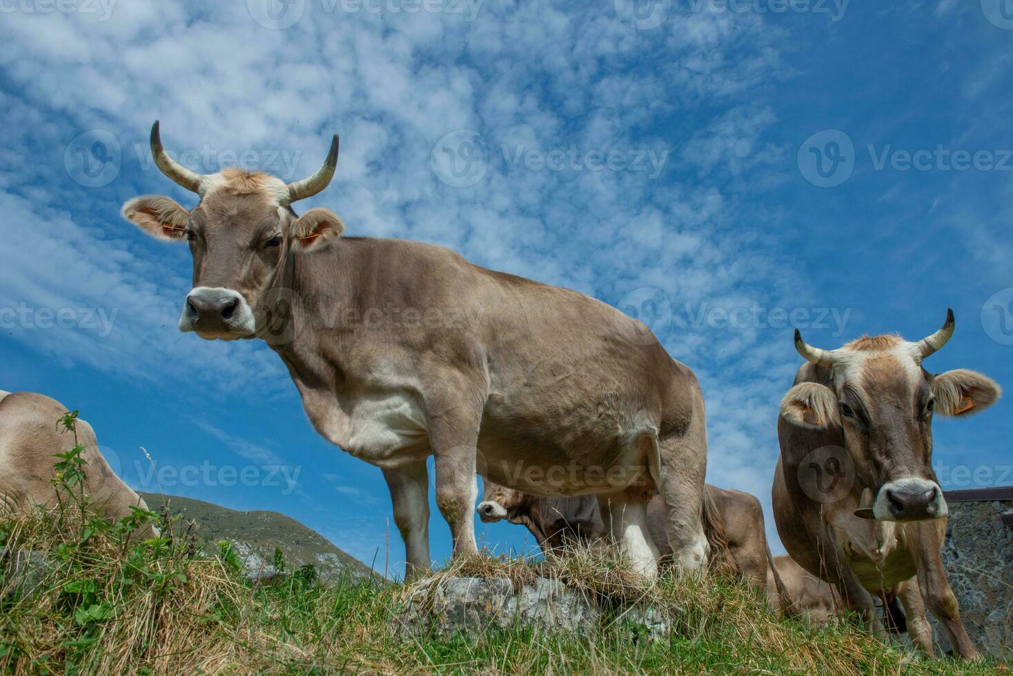 Cows grazing on mountain photo
