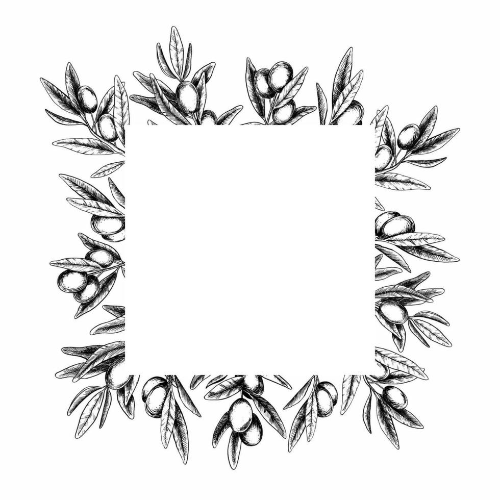 Olive branches, leaves and fruits. Frame of branches olive tree. Vector