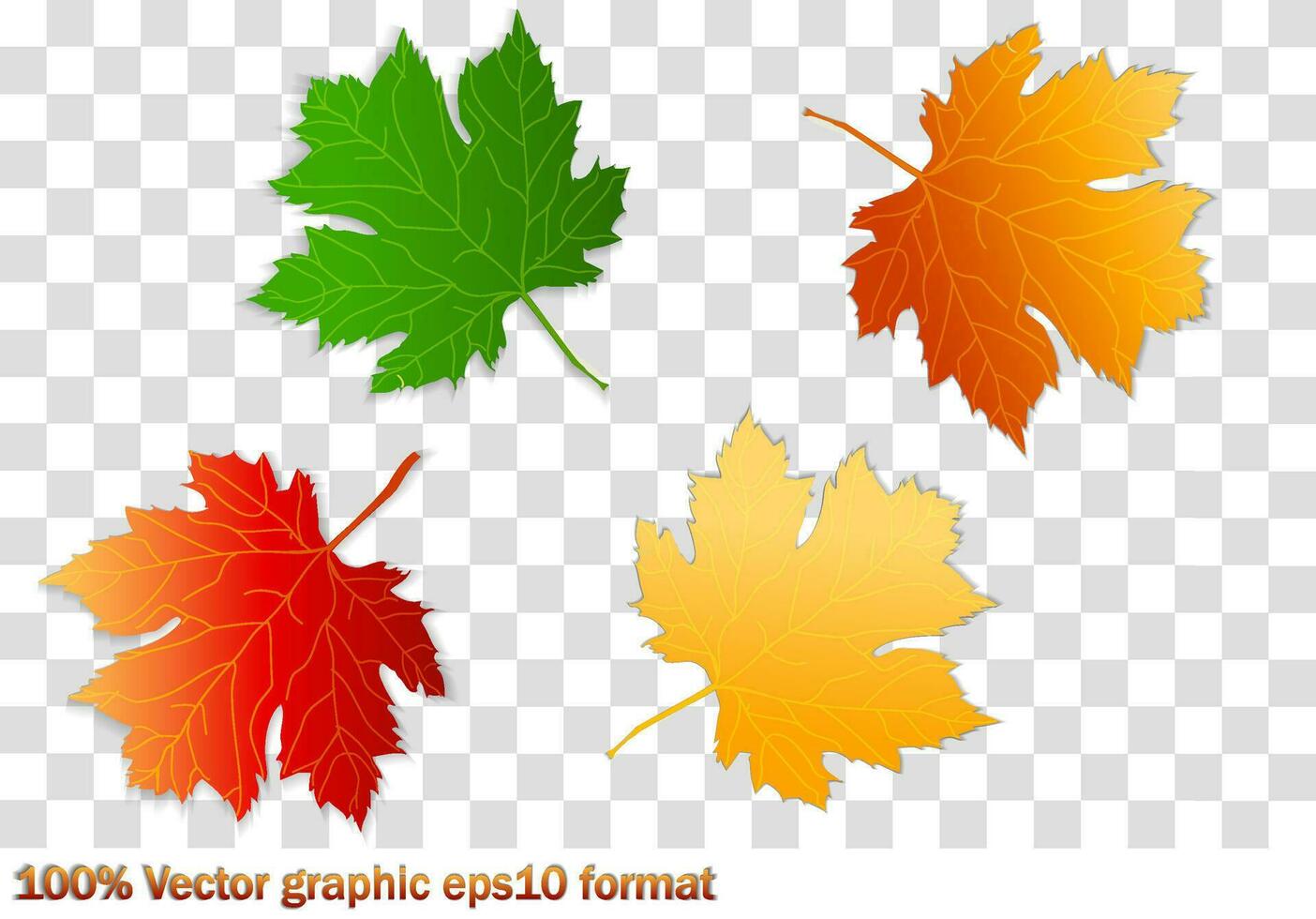 Set of autumn leaves, different colors with shadow. Concept - autumn, autumn mood. Isolated autumn elements for design. Maple leaves. vector