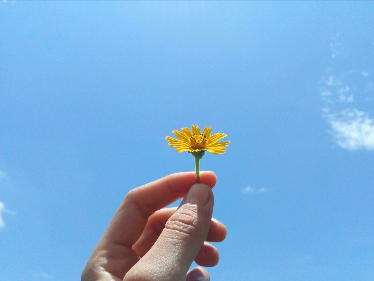 Pick Flower Stock Photos, Images and Backgrounds for Free Download