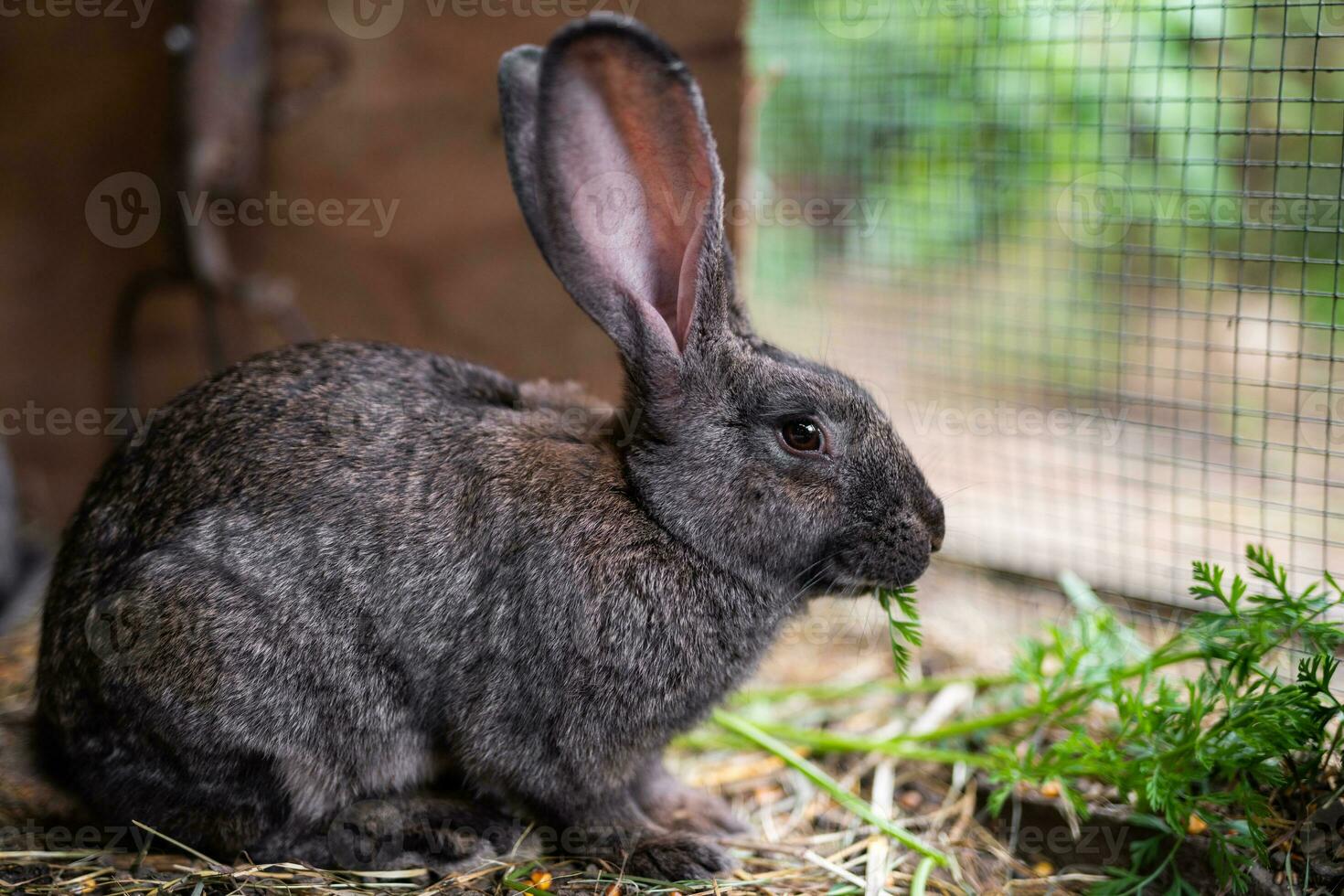 a beautiful grey domestic rabbit is grazing and walking in the enclosure outdoors photo