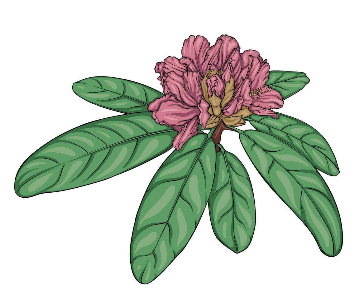 rhododendron branch with unblown buds and leaves. vector color hand drawn illustration, stained glass