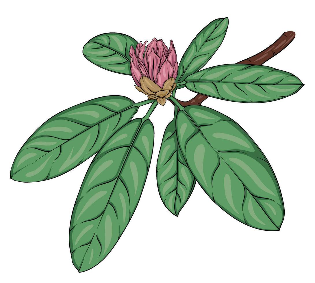 rhododendron branch with unblown buds and leaves. hand drawn illustration vector