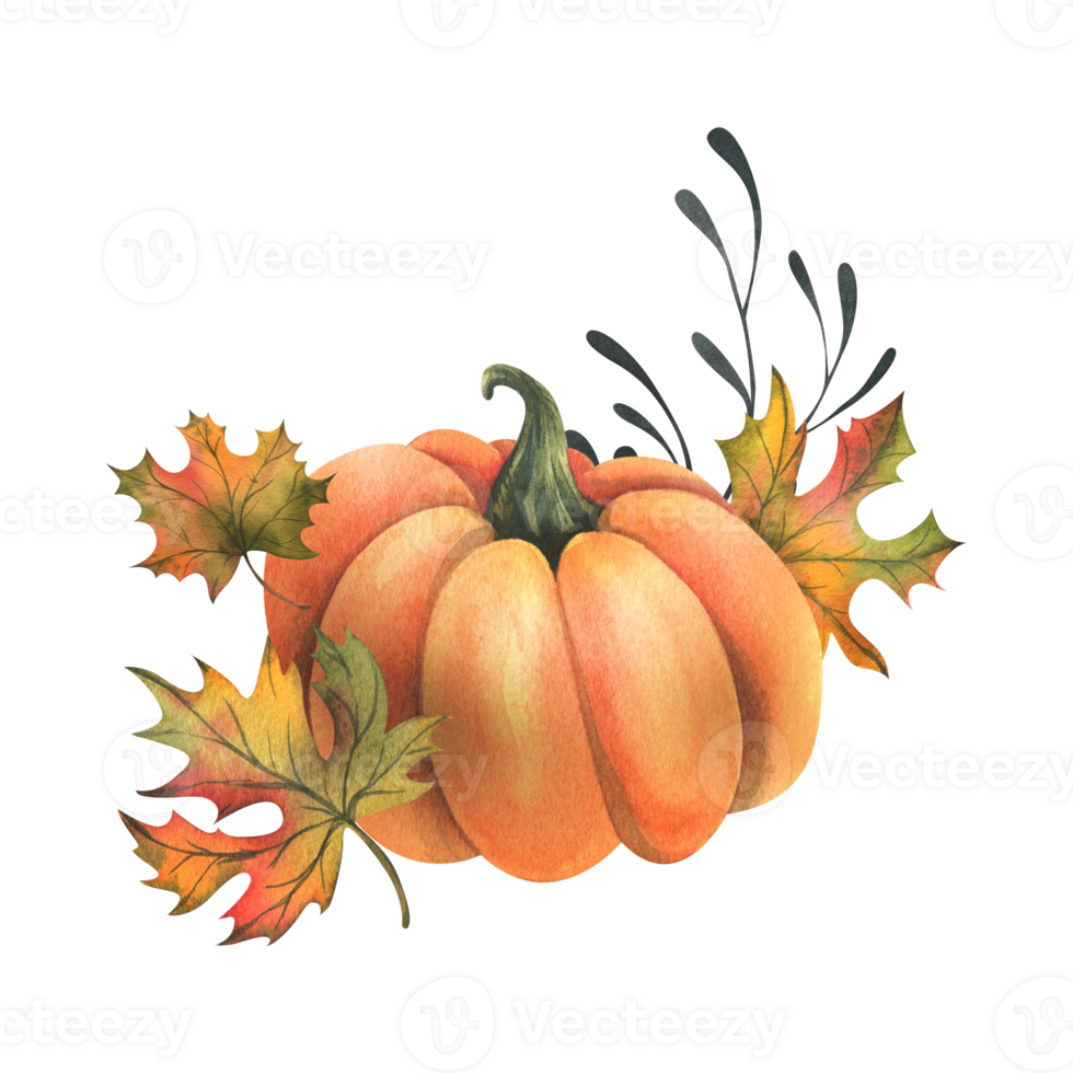 Orange autumn pumpkins with maple leaves and twigs. Watercolor illustration, hand drawn. Isolated composition png