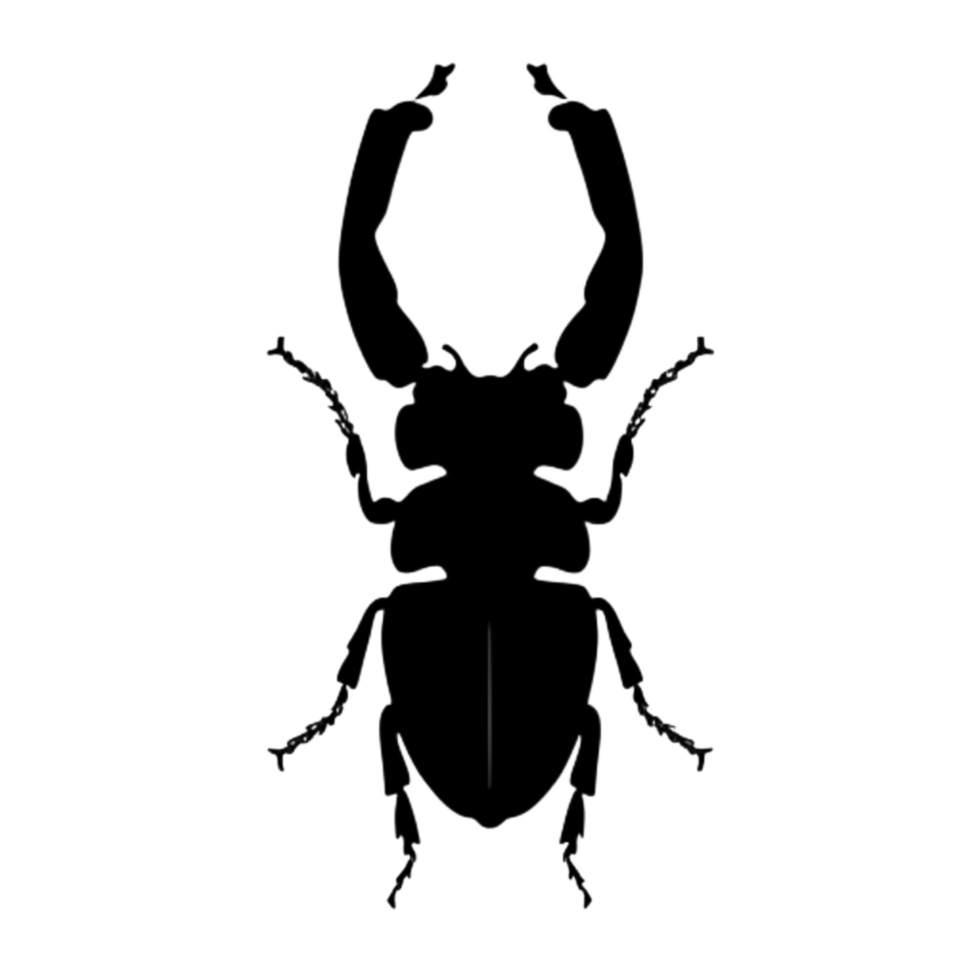 Beetle Silhouette Illustration PNG Transparent Background