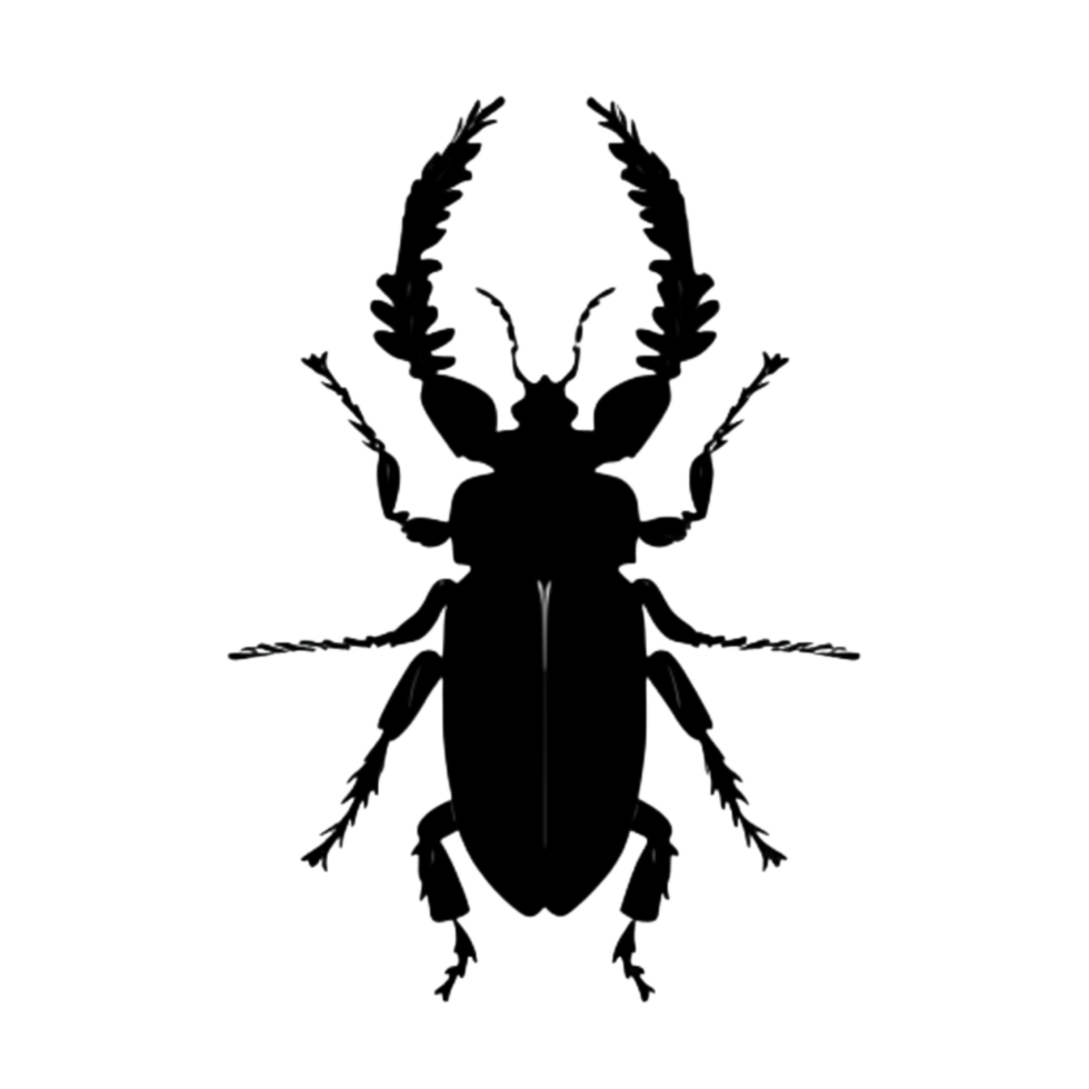 Beetle Silhouette Illustration PNG Transparent Background