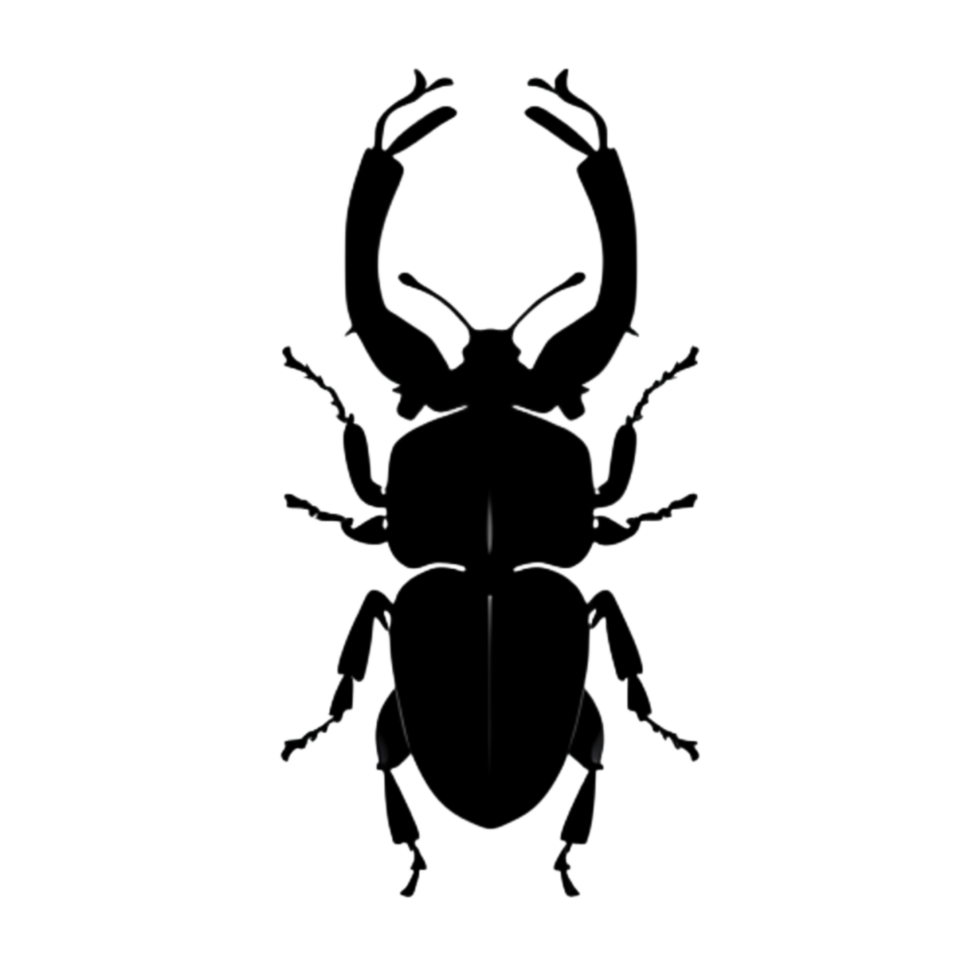 Beetle Silhouette Illustration PNG Transparent Background