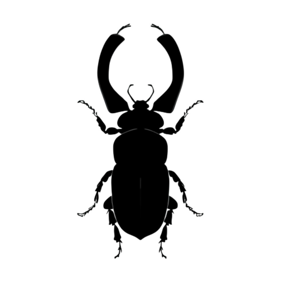 Beetle Silhouette Illustration PNG Transparent Background