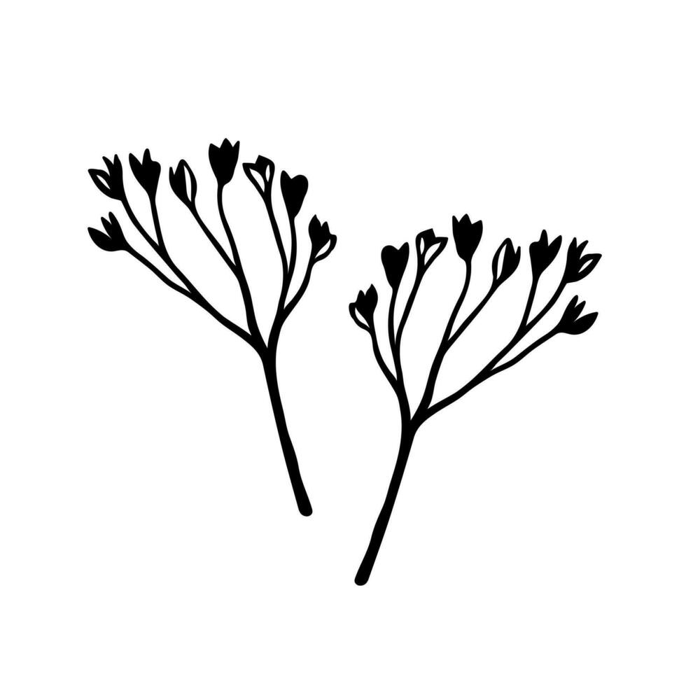 Gypsophila branches vector illustration. Baby's breath flowers isolated on white. Beautiful plant for a wedding, marriage, date. Hand drawn herb, silhouette. Botanical clipart for invitations, cards