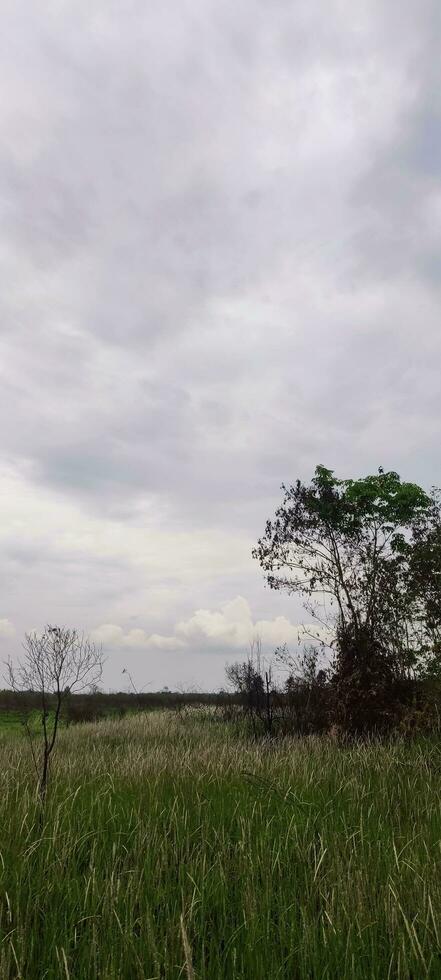 foto de césped y nublado cielo