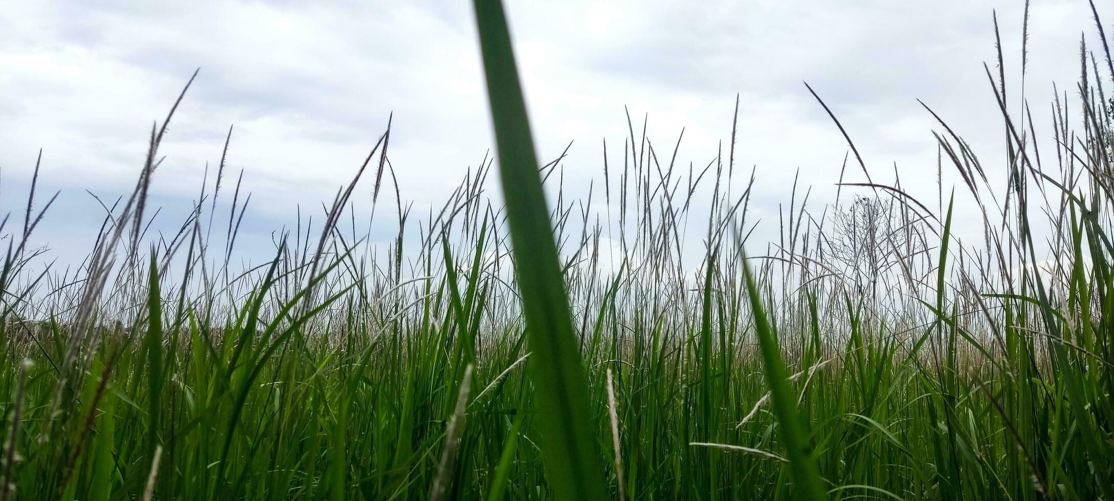 Photo of Grass and Cloudy Sky