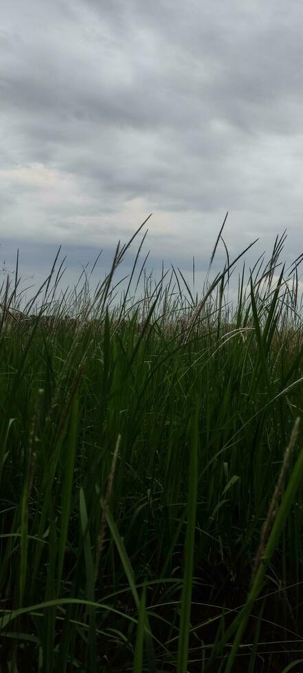 Photo of Grass and Cloudy Sky