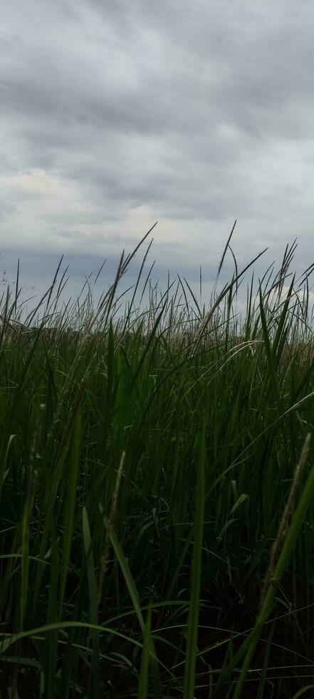 foto de césped y nublado cielo