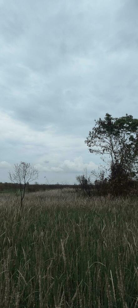 foto de césped y nublado cielo