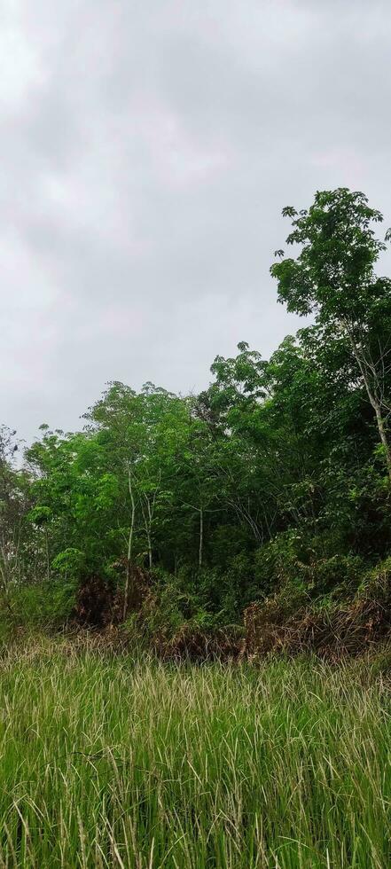 foto de césped y nublado cielo