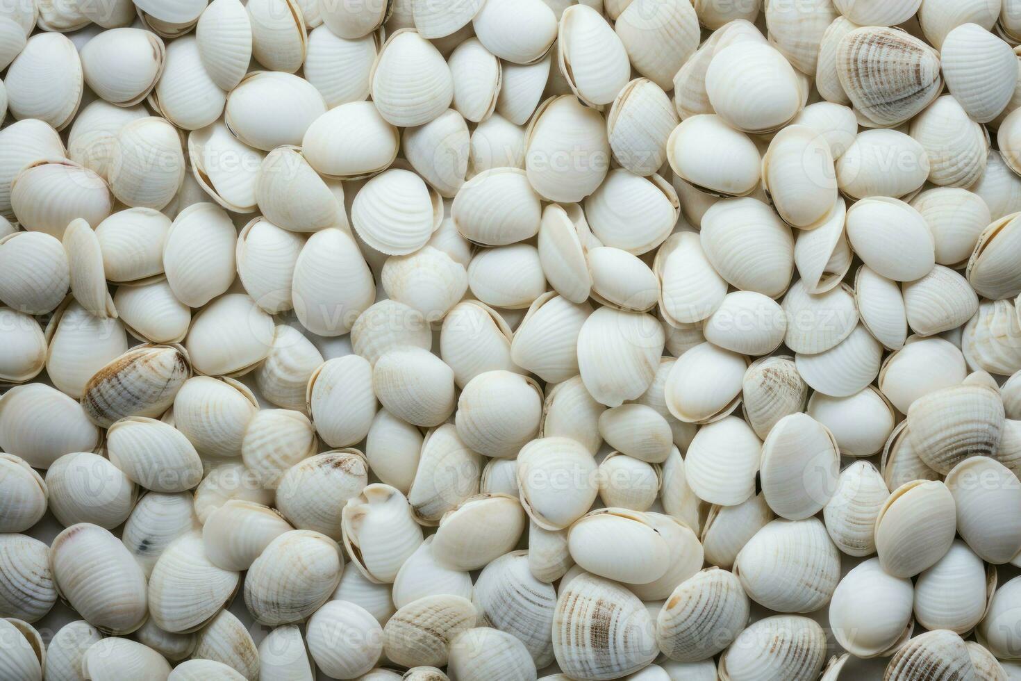White shellfish background. Generate Ai photo