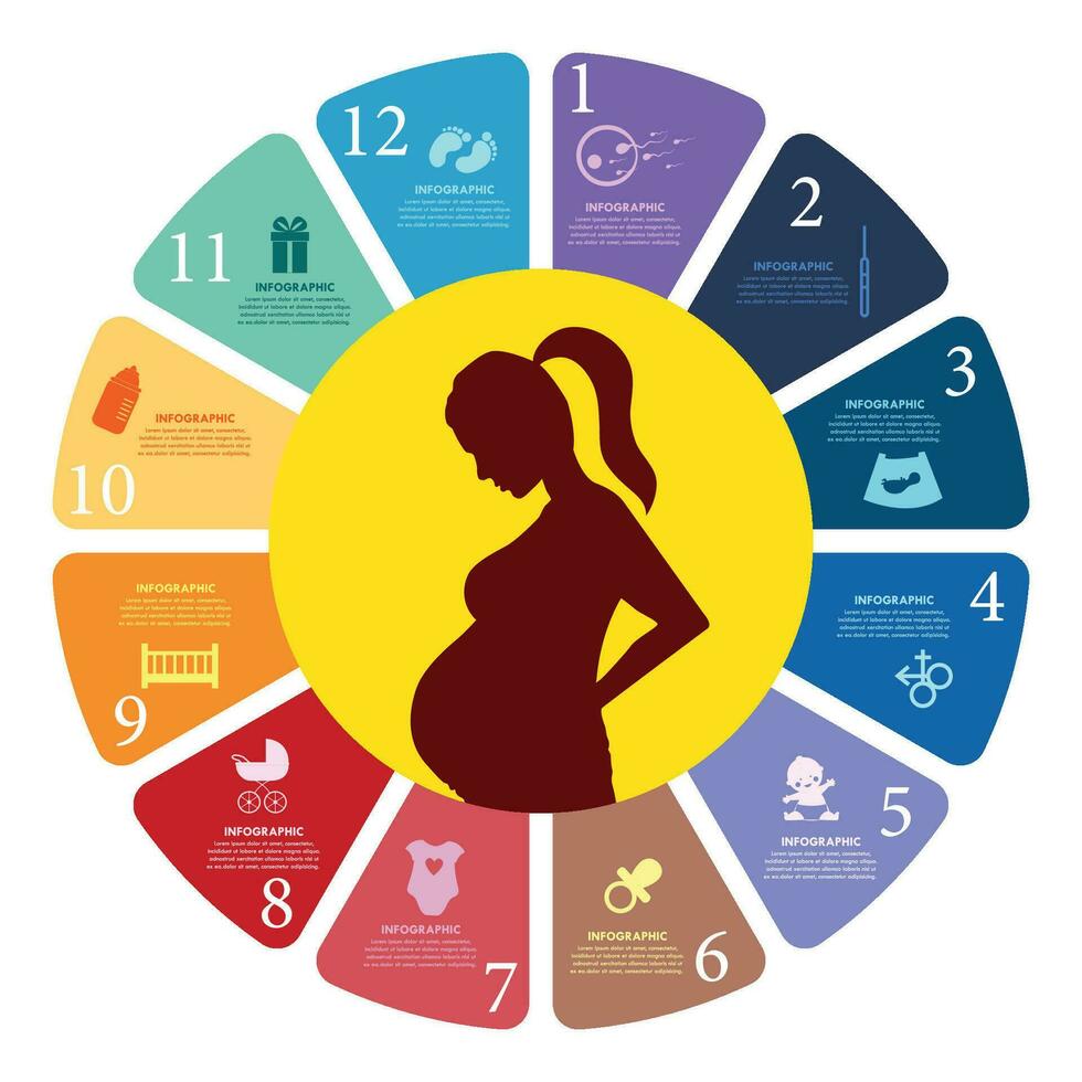 Pregnancy infographics eps file vector