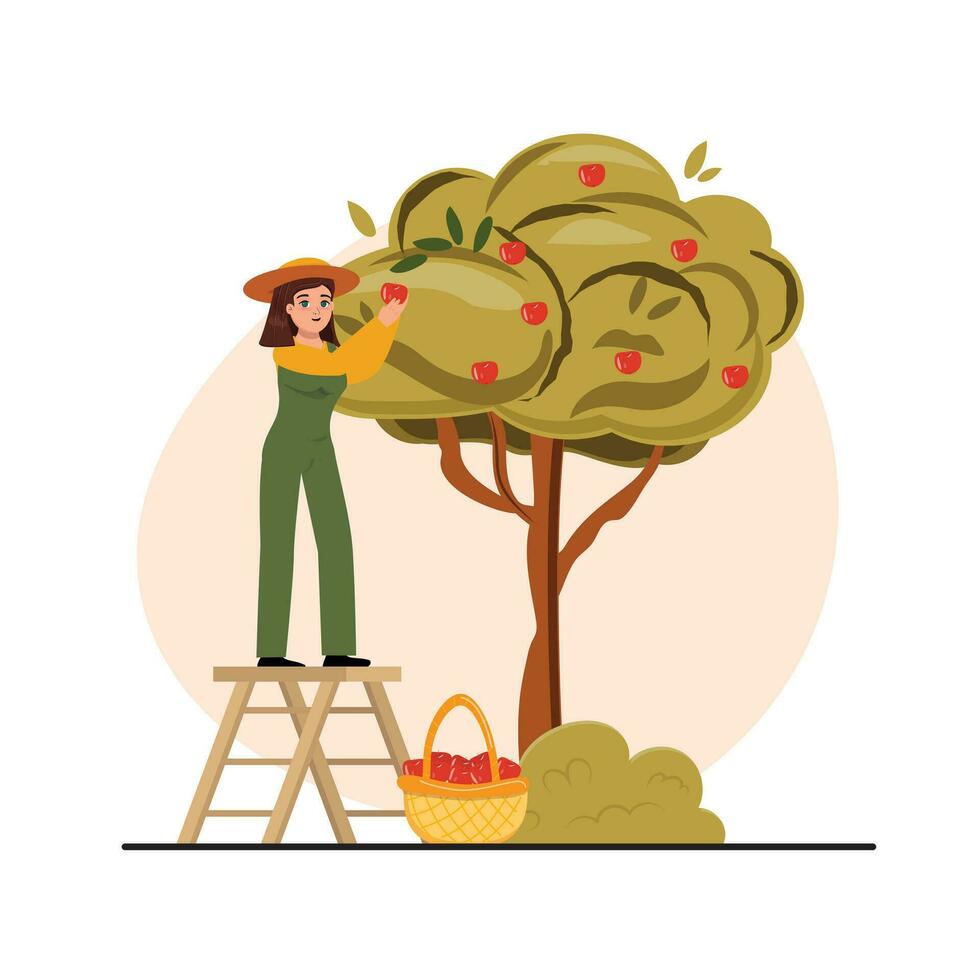 ilustración con hembra granjero cosecha manzanas desde el árbol vector