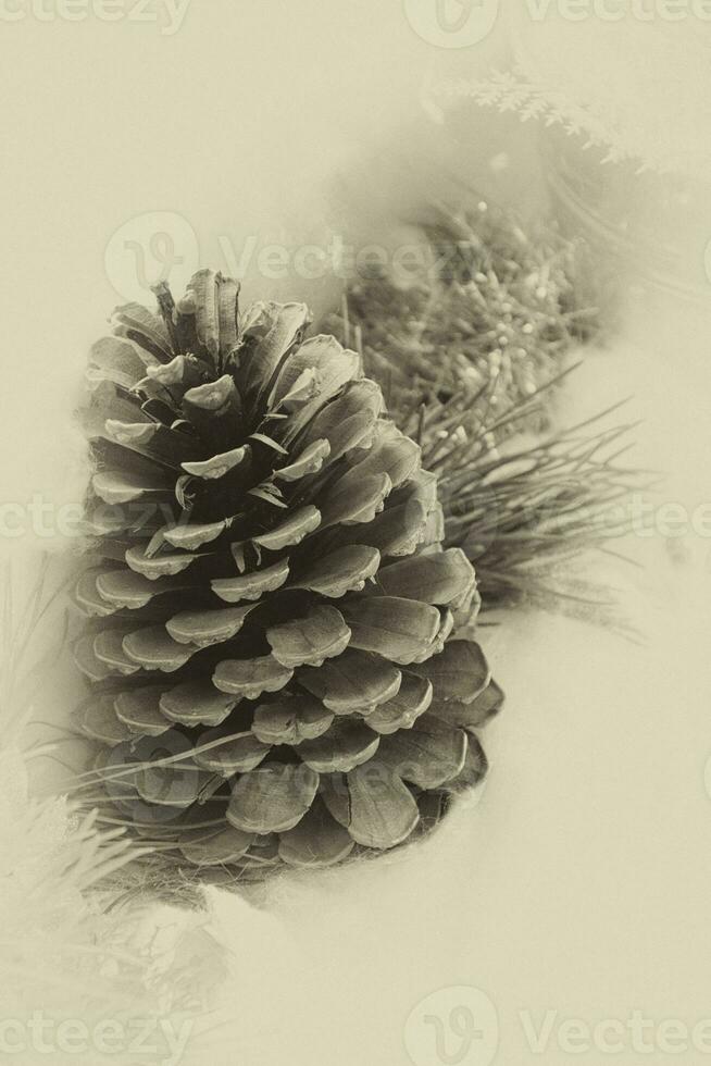 elegant Christmas decoration with snow cones and green pine twigs, photo