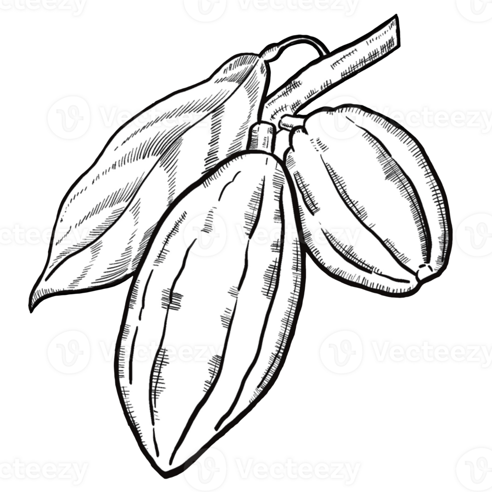 Hand-Drawn Cacao Plant Illustration - Vintage Botanical Drawing of Cocoa Beans png
