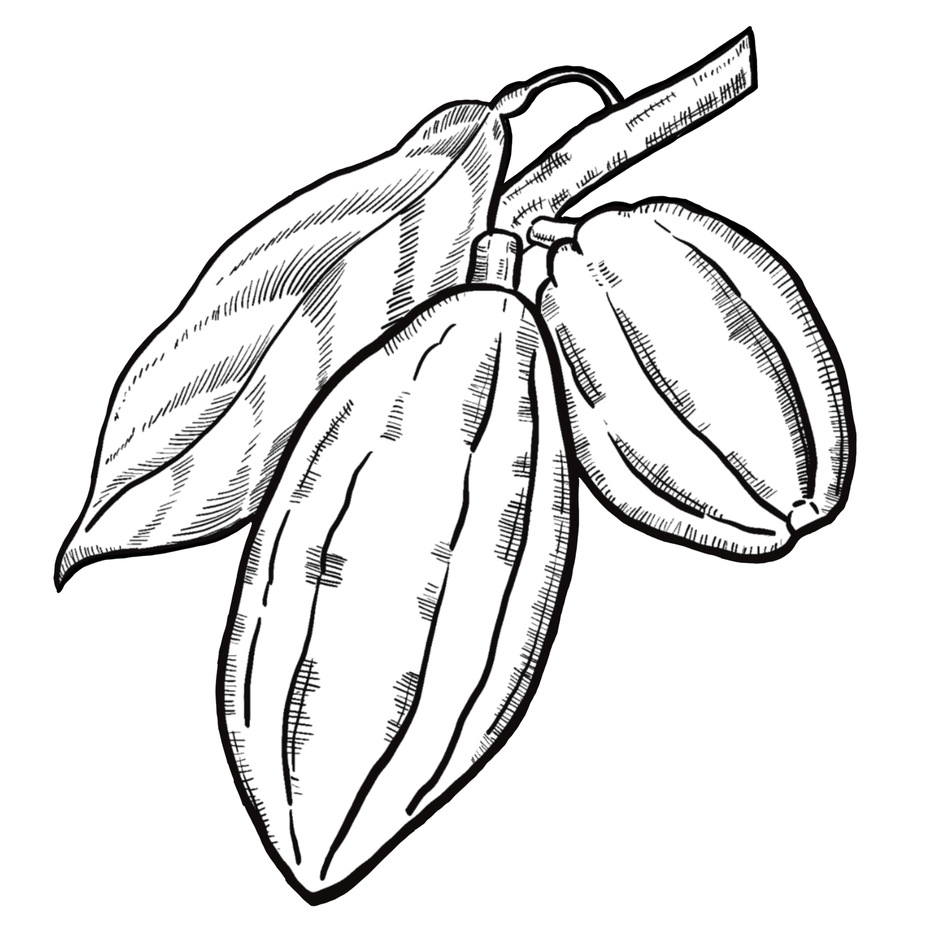 HandDrawn Cacao Plant Illustration Vintage Botanical Drawing of