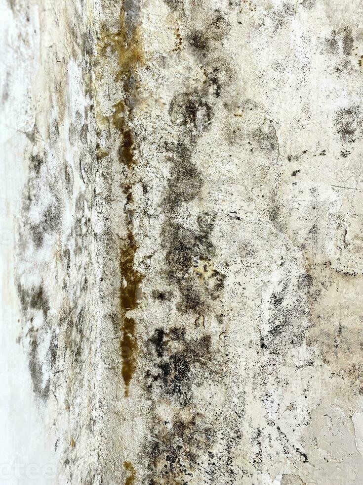 Black mold wall microbe allergen indoor danger. Biology bacteria damage death disease infection hazard allergy spot virus humidity pathogen photo