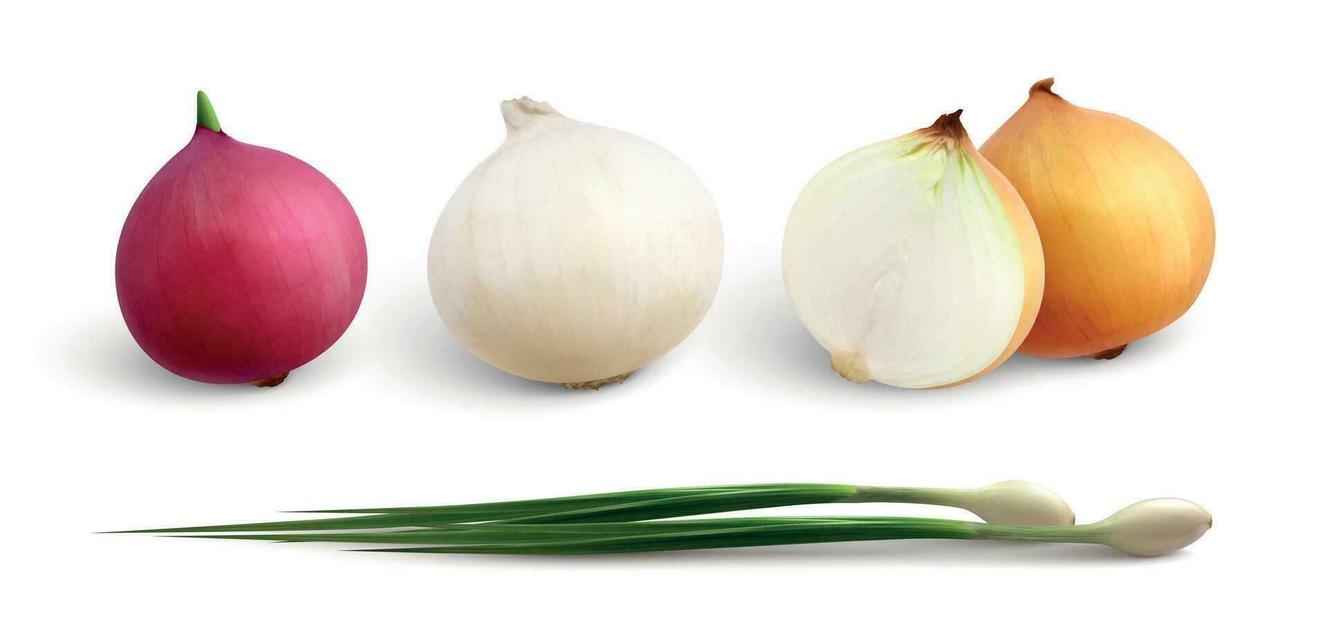 Onion Kinds Realistic Set vector