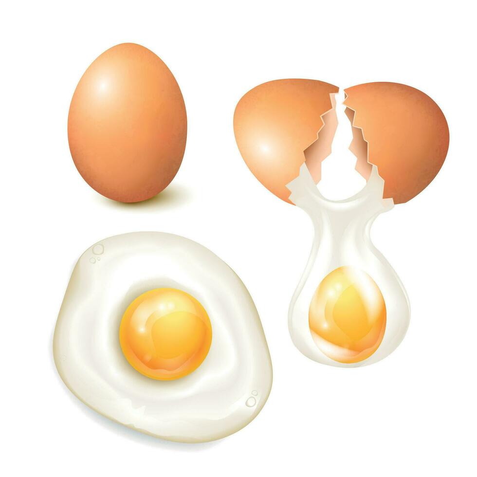 Realistic Eggs Set vector