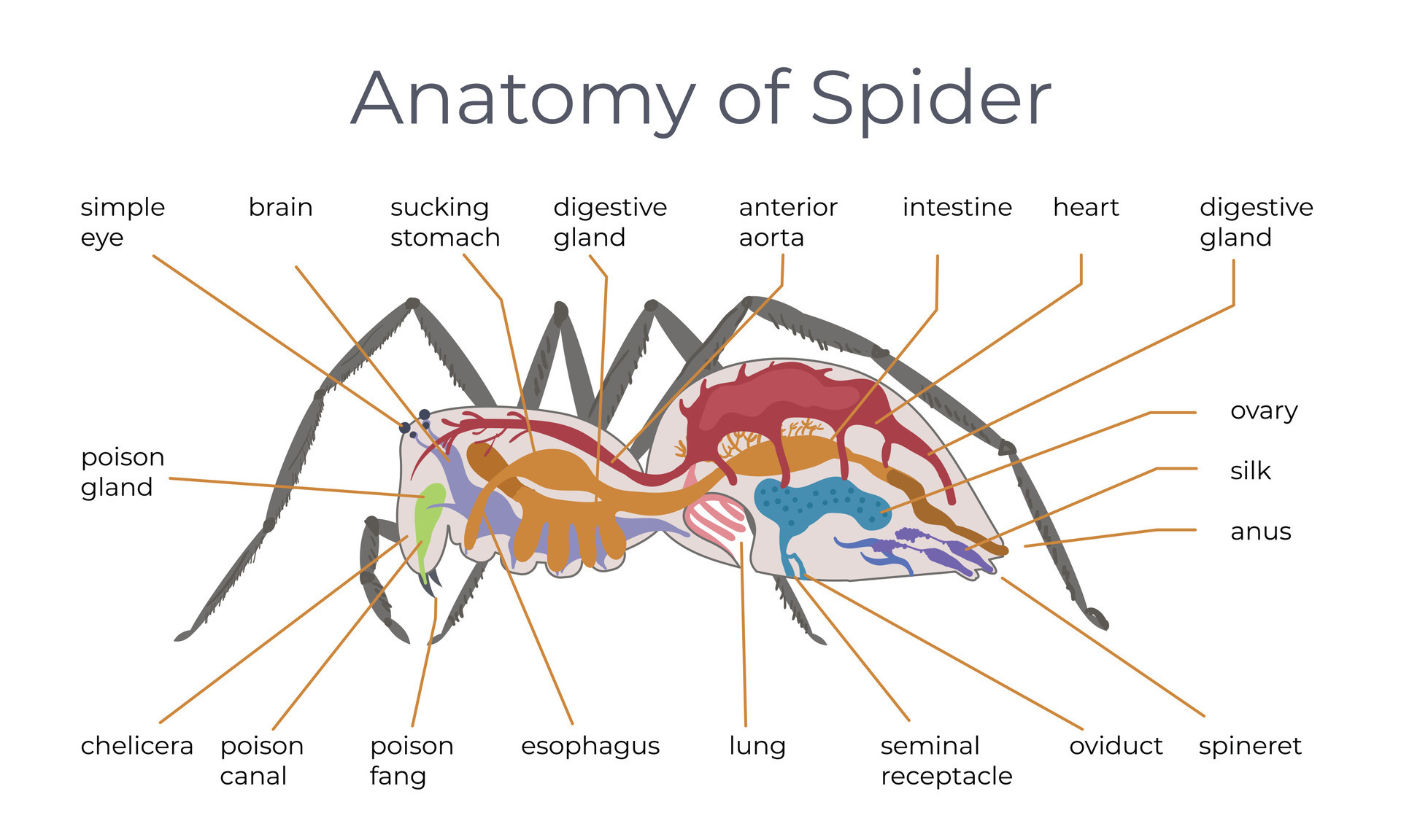 Spider Structure Flat Infographics 28704105 Vector Art at Vecteezy