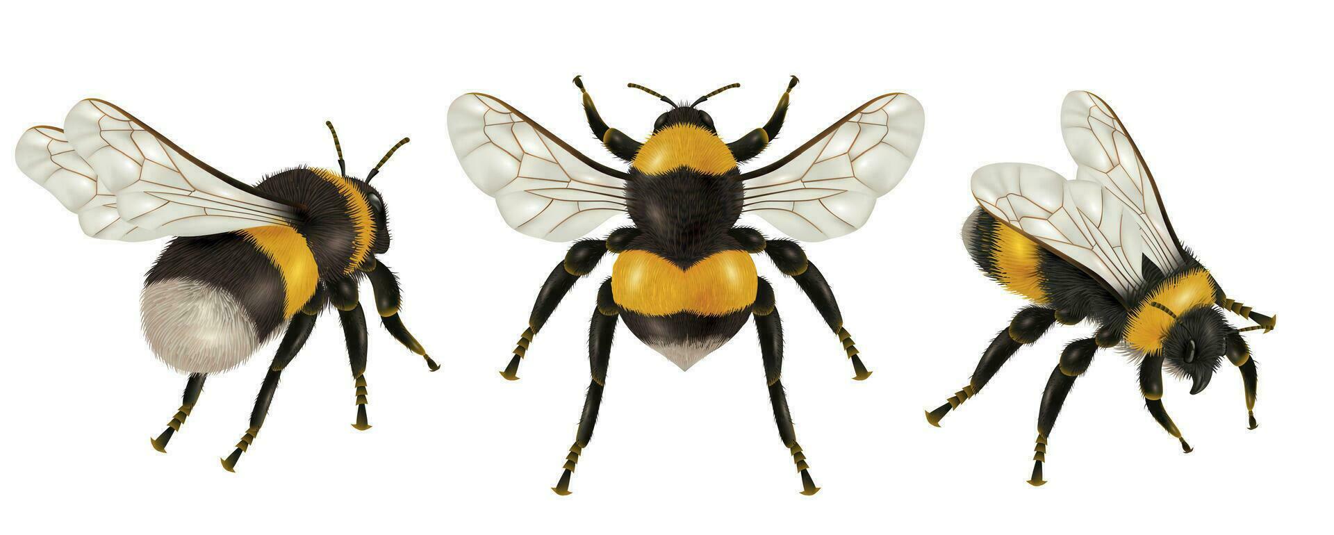 Realistic Insect Bee Set vector