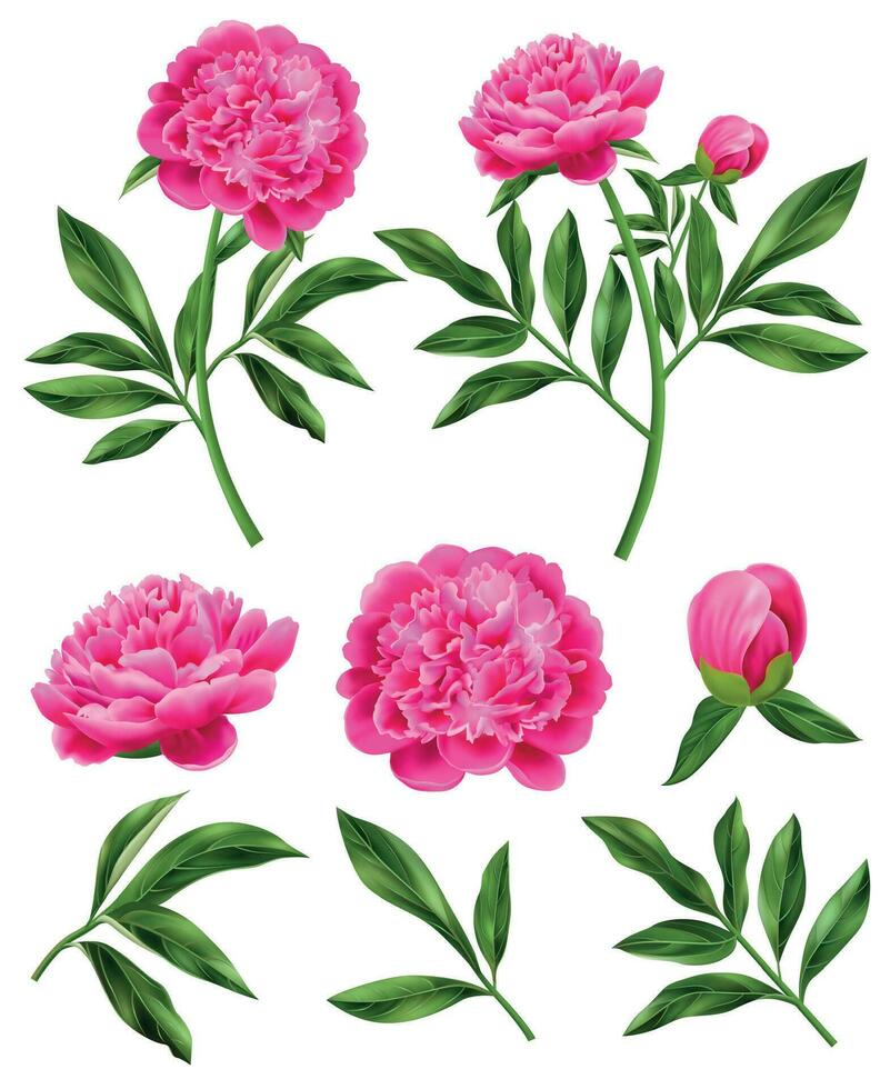 Peony Realistic Set vector