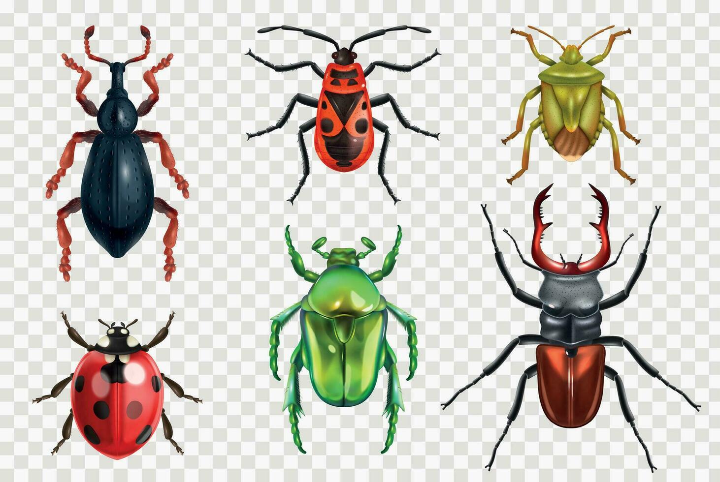 Realistic Insect Beetle Set vector