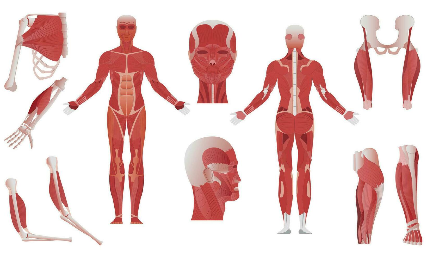 mejillón anatomía icono conjunto vector