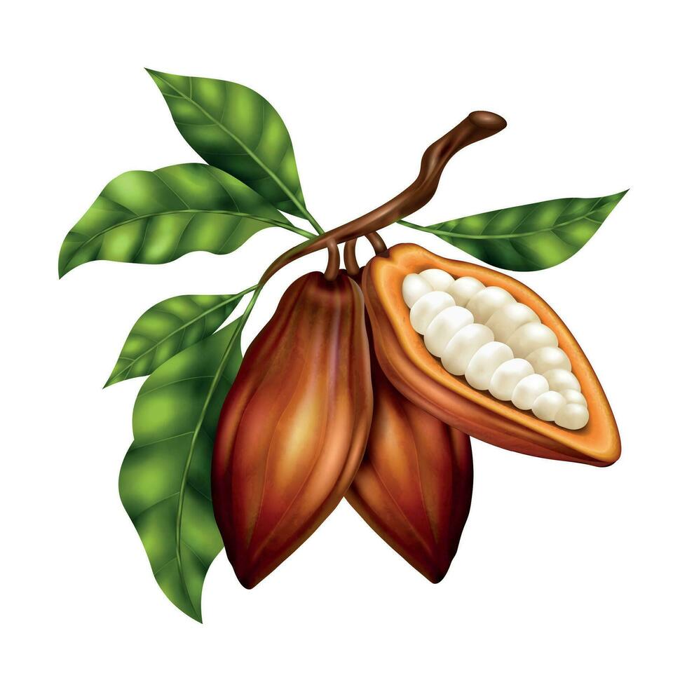 realista cacao frijoles vector