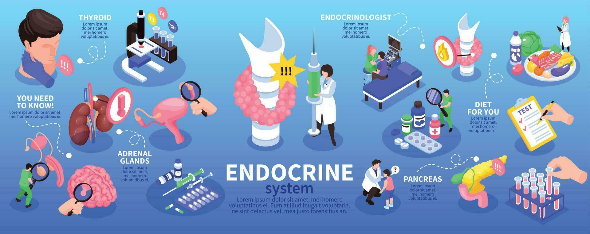 isométrica endocrinólogo infografía vector