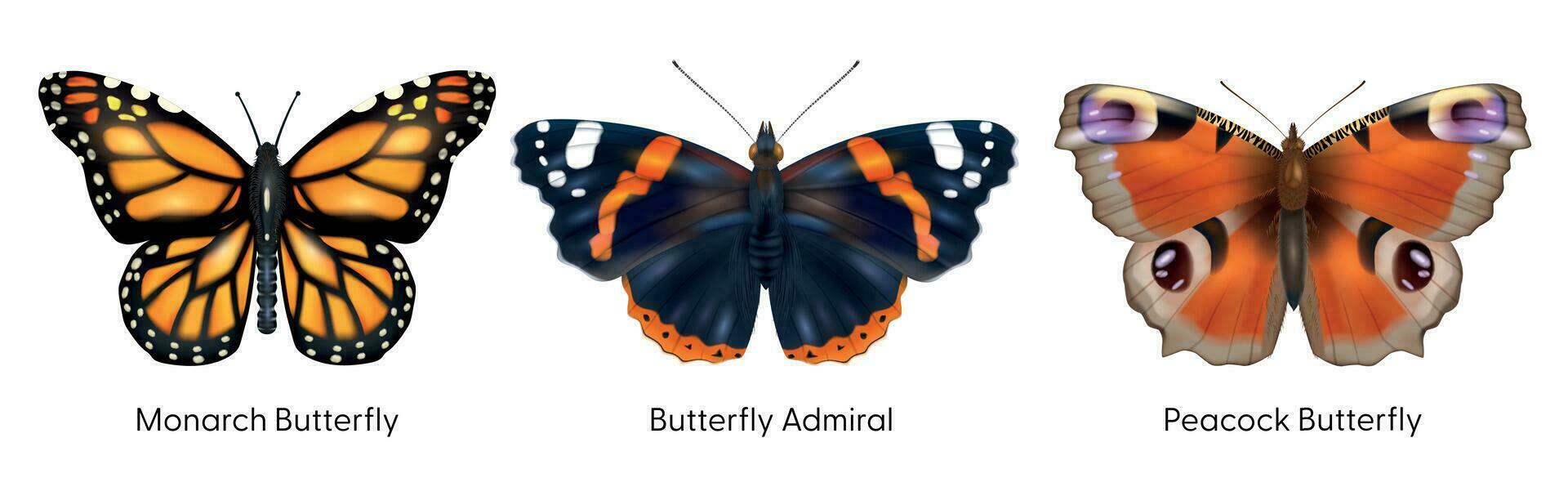 Realistic Insect Butterflies Set vector