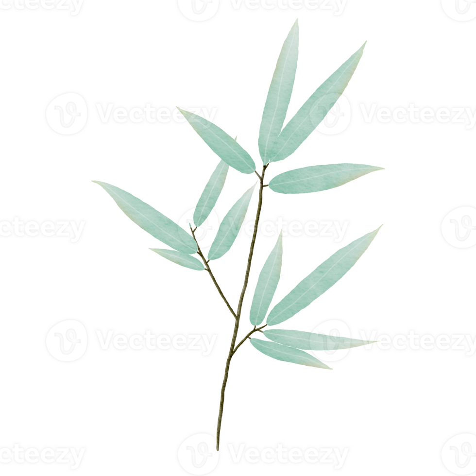 bamboo leaves watercolor illustration png