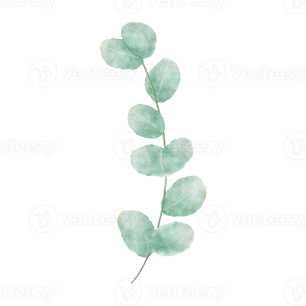 mint leaves watercolor illustration png