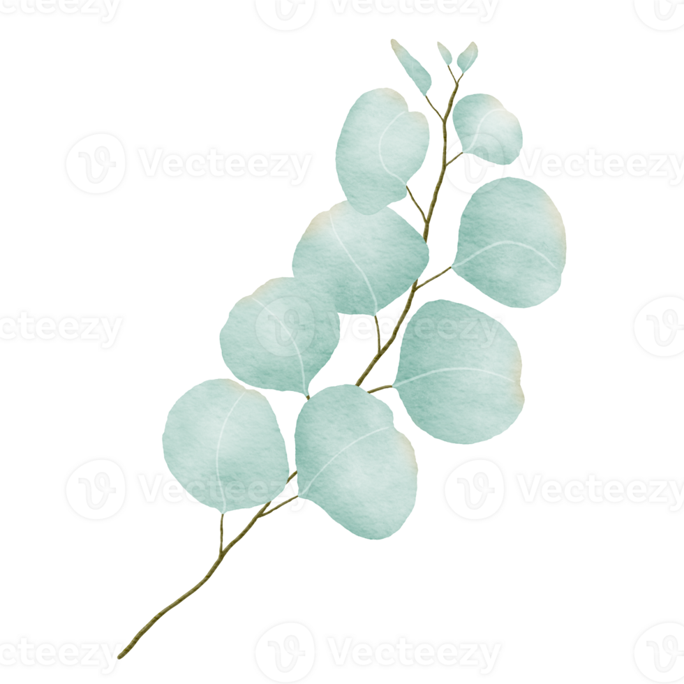 eucalyptus leaves watercolor illustration 28706853 PNG