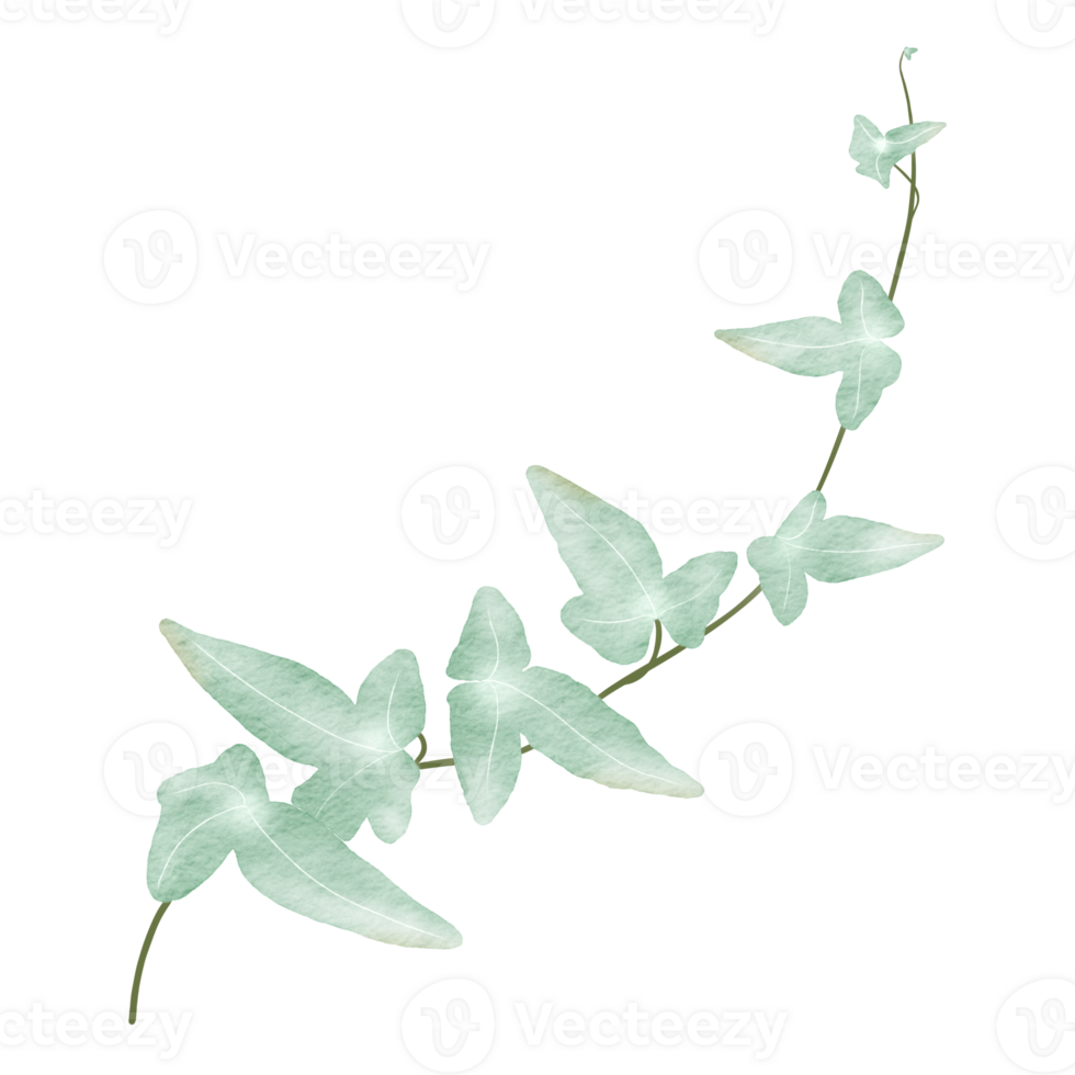 morning glory leaves watercolor illustration png
