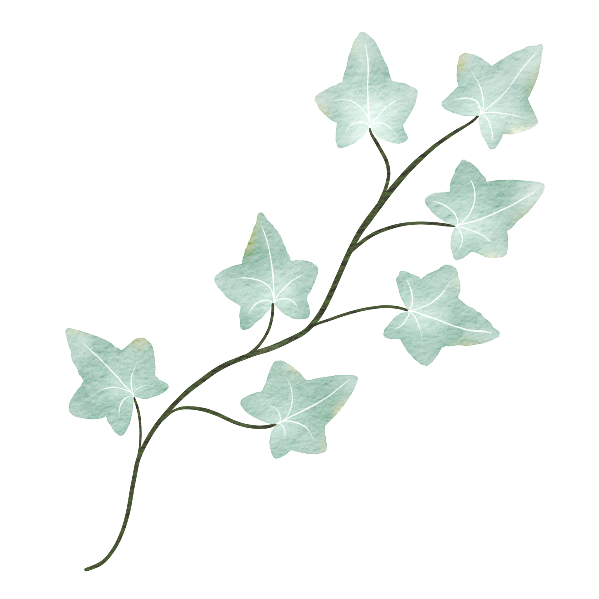 ivy leaves watercolor illustration 28706856 PNG