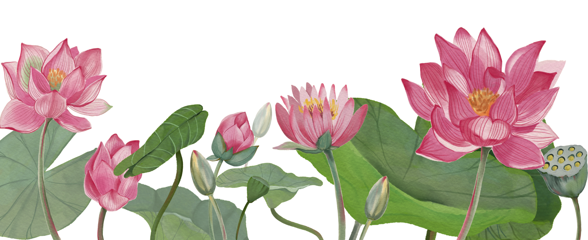 Lotus Blume königlich Lotus Blume Rosa png