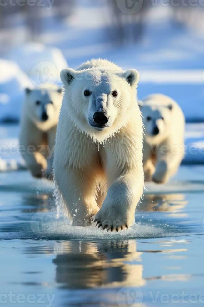 polar osos caza en glacial condiciones exhibiendo fauna silvestre adaptación para supervivencia foto