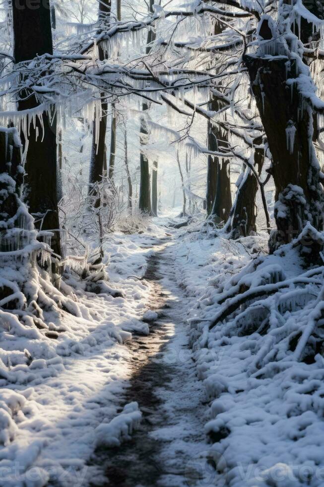 Broken tree branches under heavy ice load depicting winters severe impact on forests photo