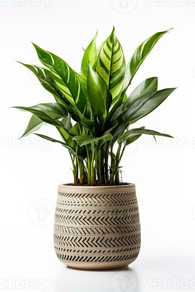 Home flower in ceramic pot isolated on white background photo
