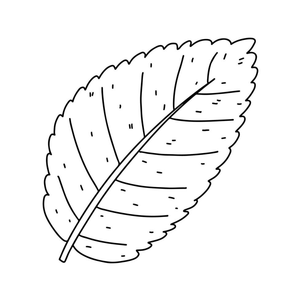 Autumn leaf. Hand drawn doodle style. Vector illustration isolated on white. Coloring page.
