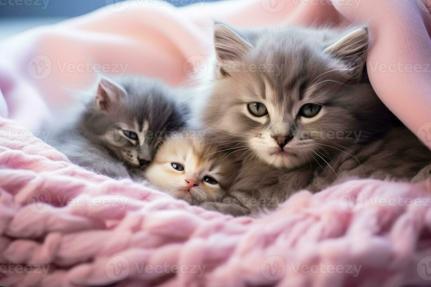 A cozy corner with newborn kittens snuggled up to their loving mother background with empty space for text photo