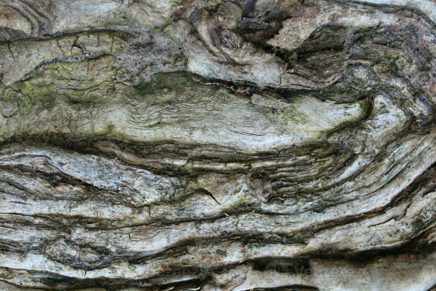 Full frame image of the swirly bark on the trunk of a gray tree photo